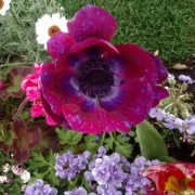 「インパクト！！」お花の写真を投稿して日本製BBクリームを現品でモニターしよう！の投稿画像