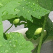 「ゴーヤも水分補給中」C1000と楽しもう！雨粒写真で雨を楽しんじゃおう！の投稿画像