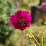 「可憐に咲くコスモス」お花の写真を投稿して日本製BBクリームを現品でモニターしよう！の投稿画像