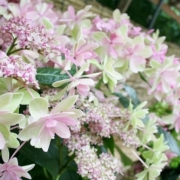 「ダンスパーティー★紫陽花の魅力にはまっちゃいました」お花の写真を投稿して日本製BBクリームを現品でモニターしよう！の投稿画像