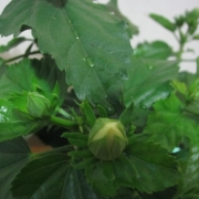 「ハイビスカスと雨」C1000と楽しもう！雨粒写真で雨を楽しんじゃおう！の投稿画像