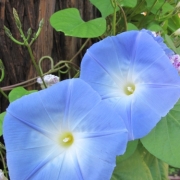 「アサガオ」お花の写真を投稿して日本製BBクリームを現品でモニターしよう！の投稿画像