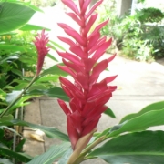 「南国の花」お花の写真を投稿して日本製BBクリームを現品でモニターしよう！の投稿画像