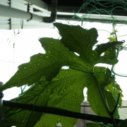 「へっちゃらだい♪」C1000と楽しもう！雨粒写真で雨を楽しんじゃおう！の投稿画像