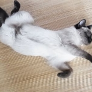 「夏バテ姫」【写真応募で当選チャンス】キミは我が家のお姫様♪　ねこ姫カップ　モニター50名様の投稿画像