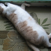 「夏スタイル」【写真応募で当選チャンス】キミは我が家のお姫様♪　ねこ姫カップ　モニター50名様の投稿画像