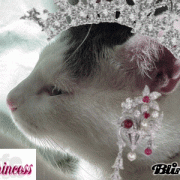 「男プリンセスめんま。」【写真応募で当選チャンス】キミは我が家のお姫様♪　ねこ姫カップ　モニター50名様の投稿画像