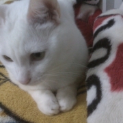 「王子様」【写真応募で当選チャンス】キミは我が家のお姫様♪　ねこ姫カップ　モニター50名様の投稿画像