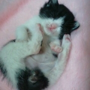 「赤ちゃんのお姫さまが、ごろりんちょ」【写真応募で当選チャンス】キミは我が家のお姫様♪　ねこ姫カップ　モニター50名様の投稿画像