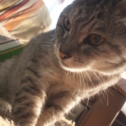 「我が家の長男(。-∀-)」【写真応募で当選チャンス】キミは我が家のお姫様♪　ねこ姫カップ　モニター50名様の投稿画像