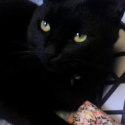 「わがまま甘えん坊」【写真応募で当選チャンス】キミは我が家のお姫様♪　ねこ姫カップ　モニター50名様の投稿画像