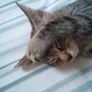 「寝顔を見られて恥ずかしいのかな。」【写真応募で当選チャンス】キミは我が家のお姫様♪　ねこ姫カップ　モニター50名様の投稿画像