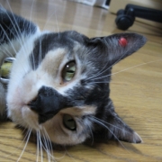 「耳のピアスが可愛いでしょ」【写真応募で当選チャンス】キミは我が家のお姫様♪　ねこ姫カップ　モニター50名様の投稿画像