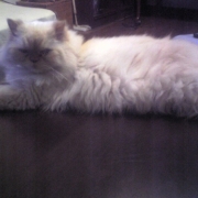 「このベッドひんやりして気持ちぃ～♪」【写真応募で当選チャンス】キミは我が家のお姫様♪　ねこ姫カップ　モニター50名様の投稿画像