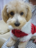 「アイドル犬！」の画像（1枚目）