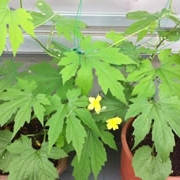 「我が家の」【園芸女子】必見！～緑のある暮らし～写真募集！テーマは「家庭園芸」の投稿画像