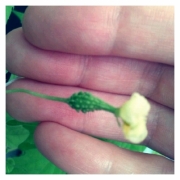 「ゴーヤの赤ちゃん♪」【園芸女子】必見！～緑のある暮らし～写真募集！テーマは「家庭園芸」の投稿画像