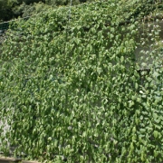 「グリーンカーテン大成功！」【園芸女子】必見！～緑のある暮らし～写真募集！テーマは「家庭園芸」の投稿画像