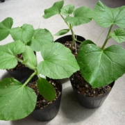 「食べたメロンの種から芽が出て。」【園芸女子】必見！～緑のある暮らし～写真募集！テーマは「家庭園芸」の投稿画像