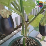 「新種の茄子」【園芸女子】必見！～緑のある暮らし～写真募集！テーマは「家庭園芸」の投稿画像