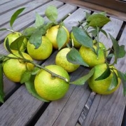 「★すだちの収穫に使いたい★」【園芸女子】必見！～緑のある暮らし～写真募集！テーマは「家庭園芸」の投稿画像