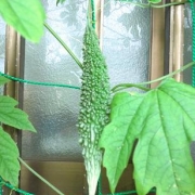 「初めてゴーヤ」【園芸女子】必見！～緑のある暮らし～写真募集！テーマは「家庭園芸」の投稿画像