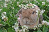 お花畑のうさぎ