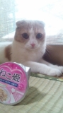 ねこ姫と胡々姫
