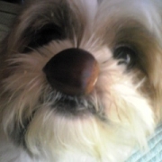 「間違い探し」世界でひとつのiPhoneケース☆ペット写真コンテスト☆エコカラーの投稿画像