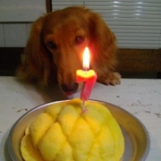 「お誕生会」世界でひとつのiPhoneケース☆ペット写真コンテスト☆エコカラーの投稿画像