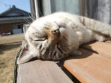 ぽかぽかなんだにゃ〜