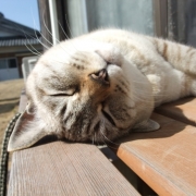 「ぽかぽかなんだにゃ〜」世界でひとつのiPhoneケース☆ペット写真コンテスト☆エコカラーの投稿画像