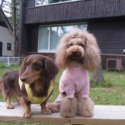 「仲良し兄弟」世界でひとつのiPhoneケース☆ペット写真コンテスト☆エコカラーの投稿画像