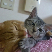 「がう」世界でひとつのiPhoneケース☆ペット写真コンテスト☆エコカラーの投稿画像