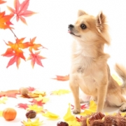 「☆大好きな　マルス☆」世界でひとつのiPhoneケース☆ペット写真コンテスト☆エコカラーの投稿画像