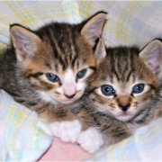 「蓮と音」世界でひとつのiPhoneケース☆ペット写真コンテスト☆エコカラーの投稿画像