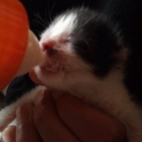 「にゃー」の画像（1枚目）