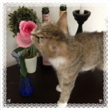 「ももちゃんと薔薇」の画像（1枚目）