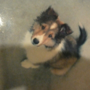 「天国にいるカール」世界でひとつのiPhoneケース☆ペット写真コンテスト☆エコカラーの投稿画像