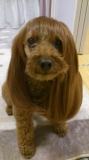 カツラ犬