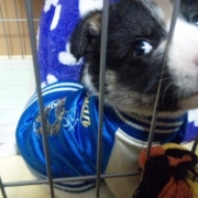 「生後２ヶ月　くぅ　初スカジャン」世界でひとつのiPhoneケース☆ペット写真コンテスト☆エコカラーの投稿画像