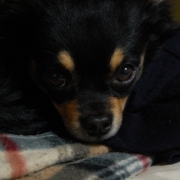 「まろ」あなたの傑作写真をコンパクトうちわにプリントしてプレゼント。の投稿画像