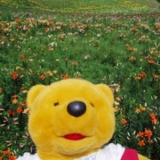 「ゆりパークのカラフルなゆり」あなたの傑作写真をコンパクトうちわにプリントしてプレゼント。の投稿画像