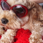 「夏を満喫」あなたの傑作写真をコンパクトうちわにプリントしてプレゼント。の投稿画像