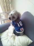 日本代表頑張れ！！