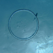 「海中のリング」あなたの傑作写真をステッカーにしてプレゼント。の投稿画像