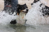 「水の翼」の画像（1枚目）
