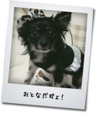 おとなだぢょ！