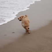 「楽しいな♪」【クリンスイ】～水のある風景～　写真テーマ「海」の投稿画像