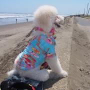 「波待ち中！！」【クリンスイ】～水のある風景～　写真テーマ「海」の投稿画像